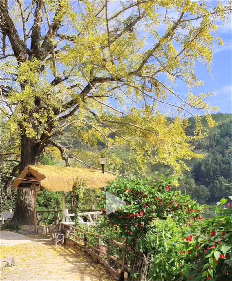 闽侯这个古村银杏千年银杏璀璨夺目、野生海棠花开满墙，休闲野炊活动