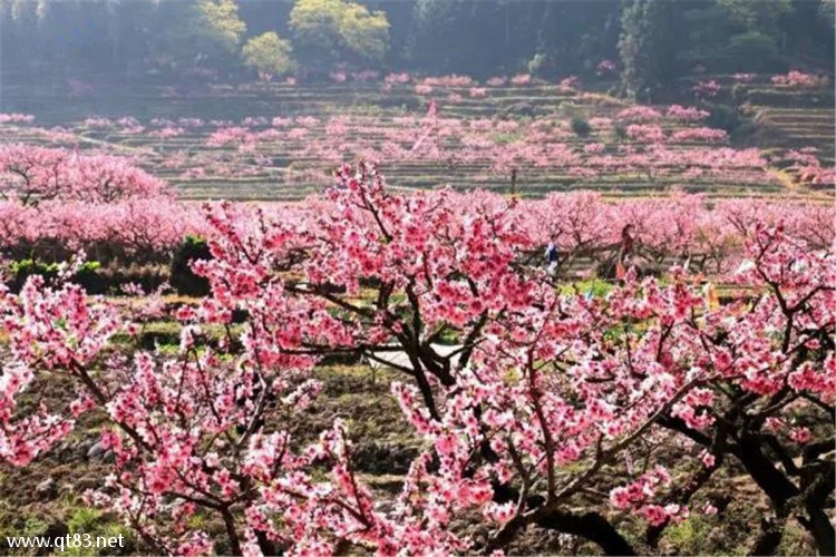 赏古田兰坦桃花醉春风 访临水宫和翠屏湖湖畔 周边游 福州晴天户外 踏足户外联盟